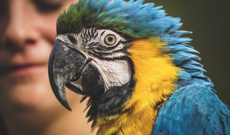 Witaminy i preparaty dla ptaków egzotycznych – dlaczego warto je stosować?