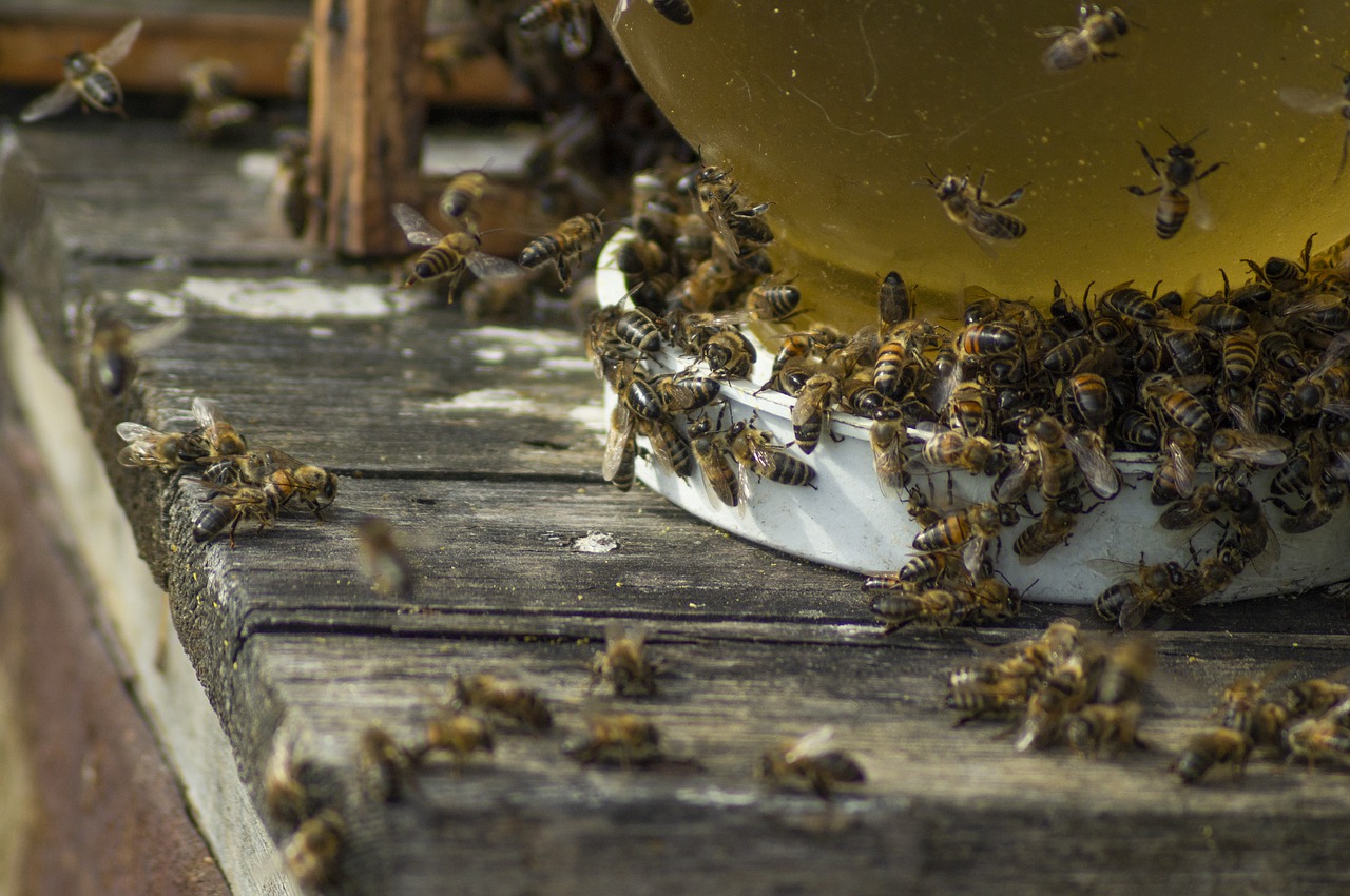Po co odymia się pszczoły?