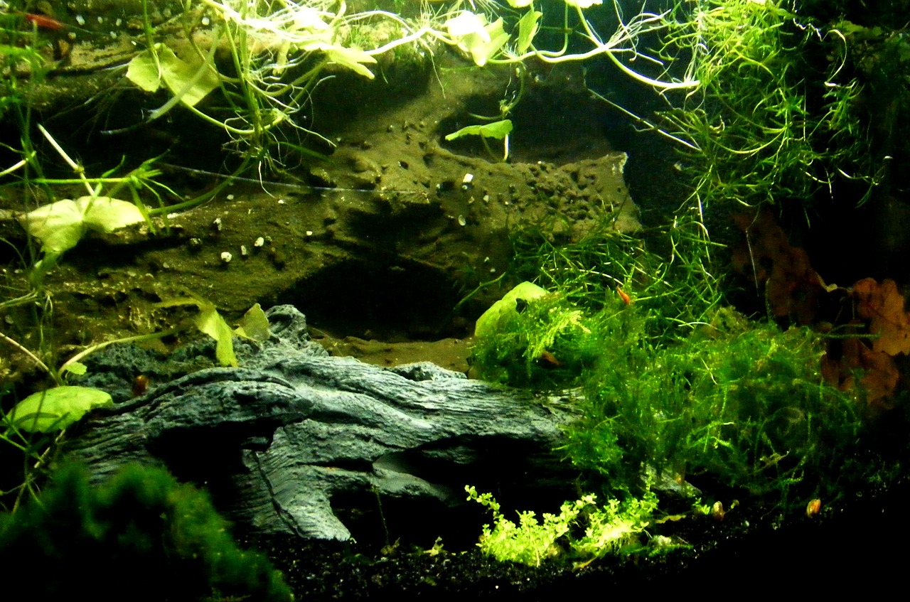 Aranżacja akwarium –  rośliny akwariowe pływające. Podłoże do akwarium