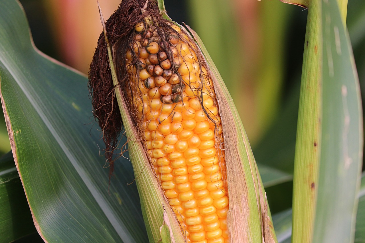 Kukurydza mielona w żywieniu zwierząt hodowlanych: wady i zalety