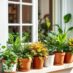 Jak ustawić rośliny na parapecie, by stworzyć funkcjonalną i estetyczną aranżację
