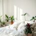 Błędy w wyborze i ustawieniu roślin w sypialni, które mogą zaburzać sen i zdrowie
