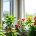 Rośliny doniczkowe a nasłonecznienie okien: jak dobrać gatunki do ekspozycji północnej, wschodniej, południowej i zachodniej oraz uniknąć poparzeń słonecznych