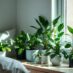 Rośliny do sypialni przy małym świetle: wybór i praktyczne ustawienie dla zdrowia i estetyki