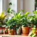 Jak wybrać rośliny doniczkowe do mieszkania: światło, wilgotność i styl życia pod lupą